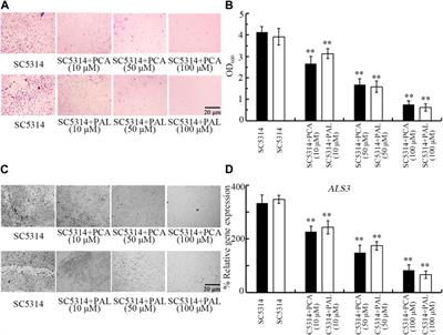 Procatechuic acid and protocatechuic aldehyde increase survival of Caenorhabditis elegans after fungal infection and inhibit fungal virulence